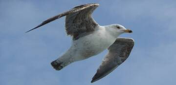 Influenza aviaria ad alta patogenicità 