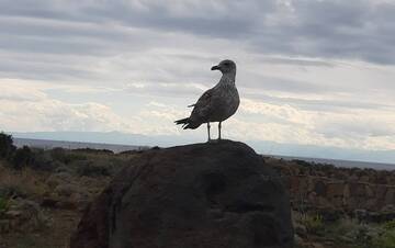 Influenza aviaria, confermata l’infezione di tre gabbiani