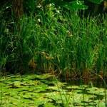 Immagine: L'arte che cura 3 