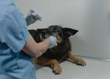 Specializzazione dei Medici veterinari: approvato il Protocollo con l'Università di Padova