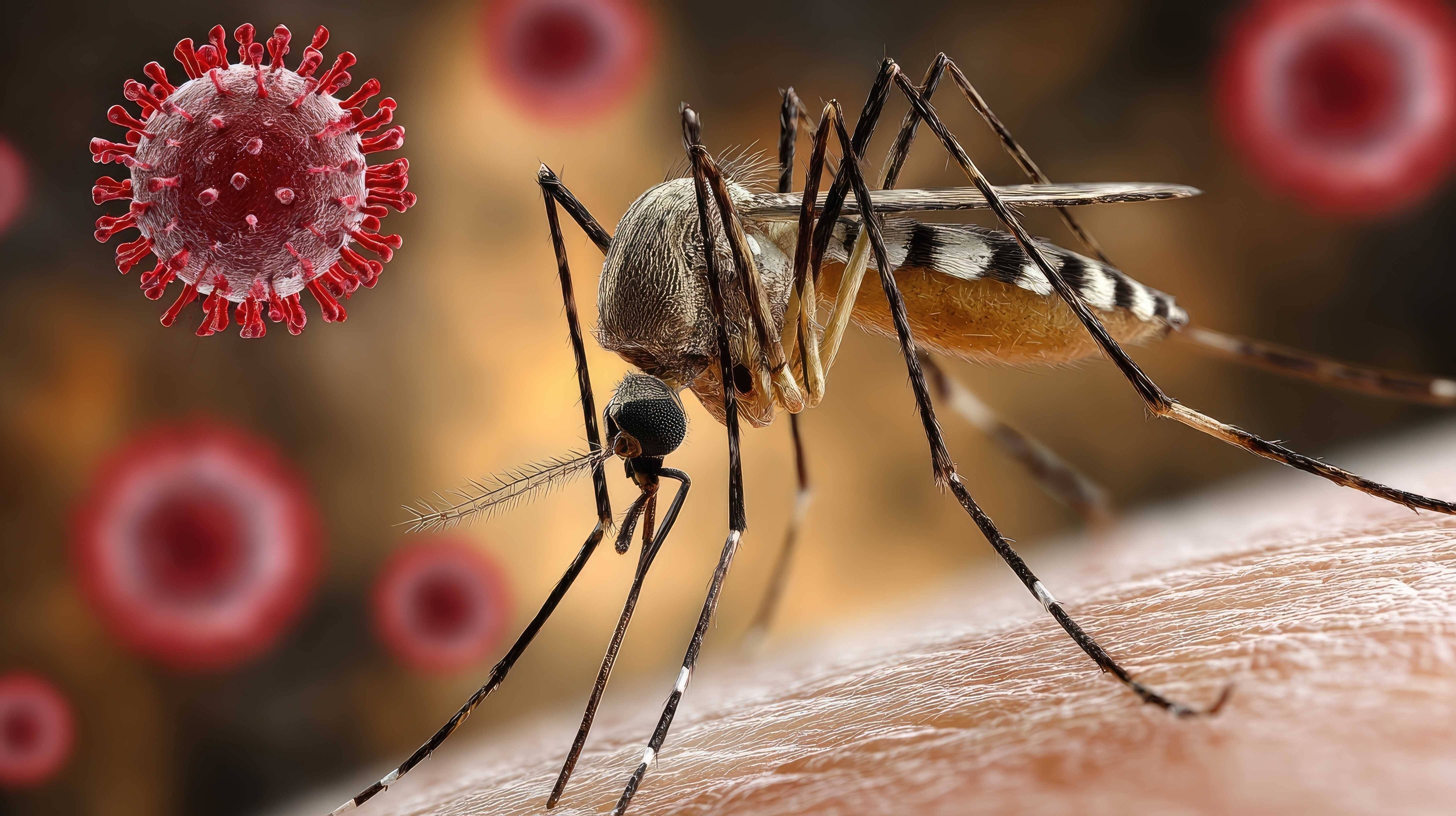 Immagine: Zanzara e virus