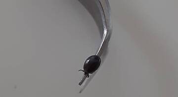 Vaccino TBE: nuove disponibilità su Trento, Cles e Mezzolombardo