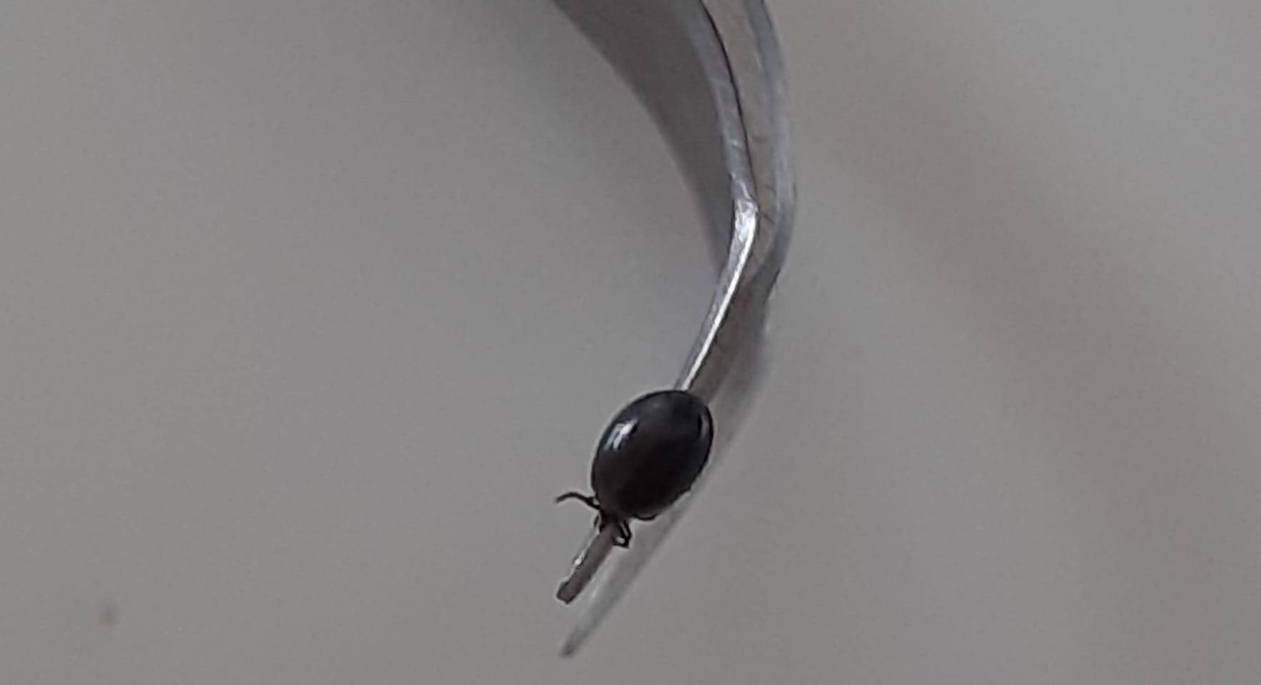 Immagine: zecca @comunicazioneApss