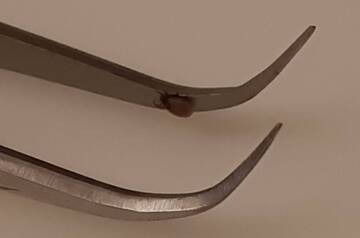 Encefalite da zecca, a Trento sud tre giorni di vaccinazioni 