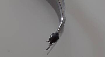 Encefalite da zecca, aperte ulteriori sedute vaccinali 